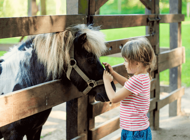 Happy little girl petting a pony through a wooden fence